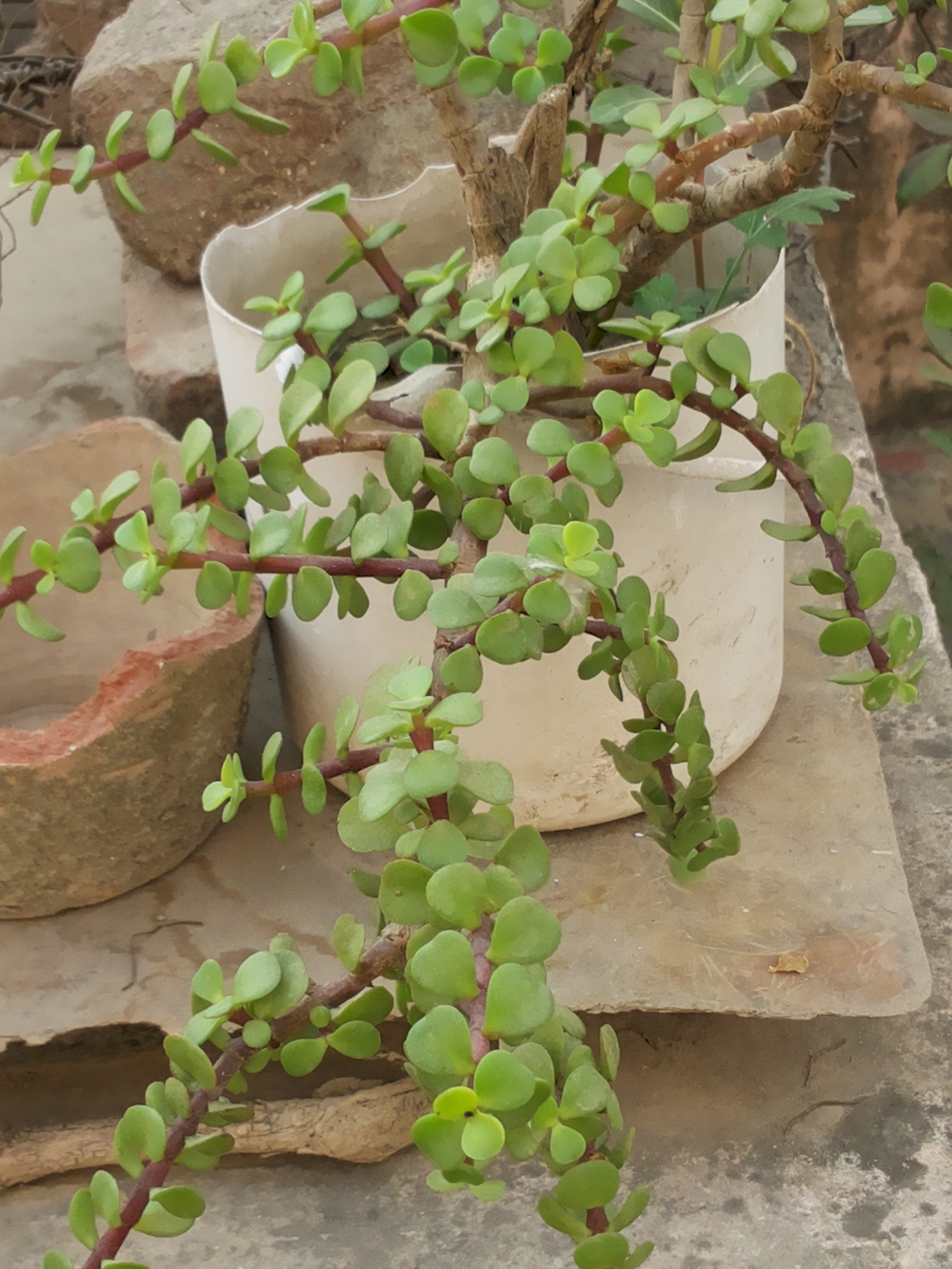 jade